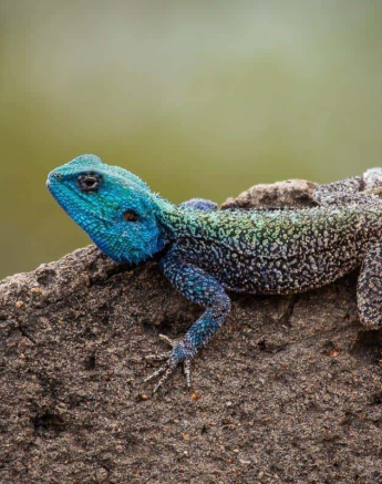 06Kerry Lee Roberg Agama Final