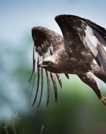 08Terry Ennever Wahlbergs Eagle Final