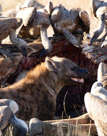 26Louise Murray Giraffe Kill 23062019 2 Final 26Louise Murray Giraffe Kill 23062019 2 Final