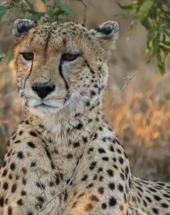 42Tyron Van Der Walt Male Cheetah 18072019 1 Final 42Tyron Van Der Walt Male Cheetah 18072019 1 Final