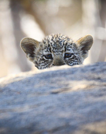 03Ally Ross 20190722 Cub Peering Final 03Ally Ross 20190722 Cub Peering Final