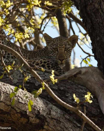 13Daniel Hitchings Scotia 02122019 4 Final 13Daniel Hitchings Scotia 02122019 4 Final