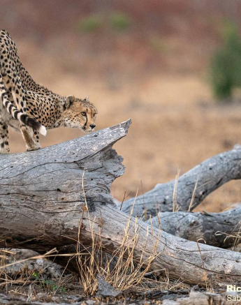 40Richard De Gouveia Cheetah 25082020 Final