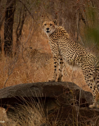 43Amy Roberts Cheetah 1 300820 FINAL