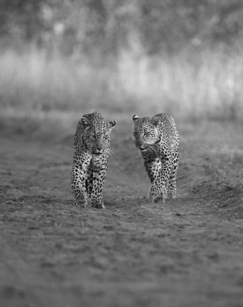 52Ally Ross 20200723 Scotia And Cub 08 Monochrome Monday  Final 52Ally Ross 20200723 Scotia And Cub 08 Monochrome Monday  Final