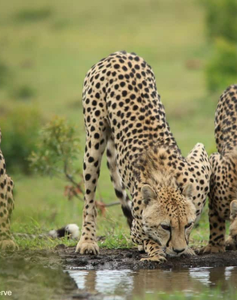 06Ally Ross 20201202 Cheetah And Cubs 03  Final