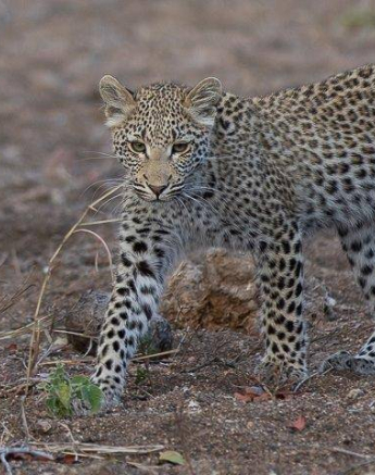 07Tyron Van Der Walt Kigelia And Cub 090920 4 Final