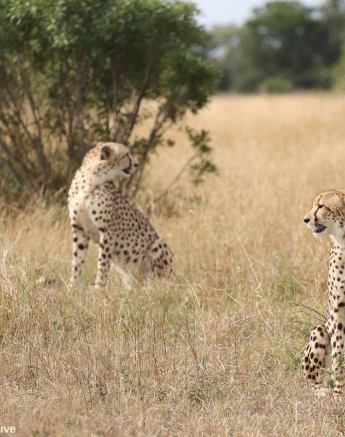 30Marco Vietti Cheetah 070521 Final