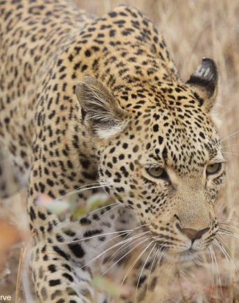 16Erin Herbst Kigelia 3 150721 Final