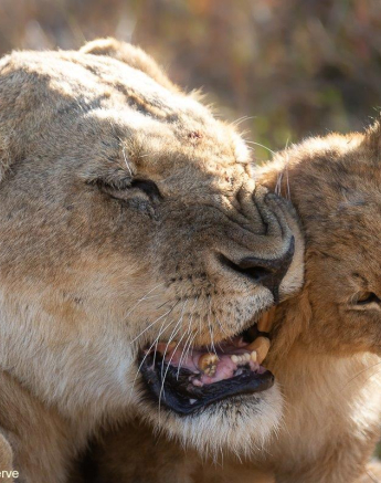 36Tyron Van Der Walt Styx Cubs 200721 1 Final