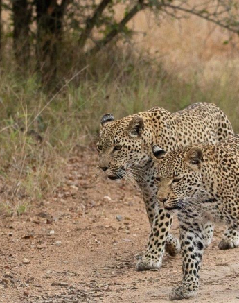 B04andries Leopards.kegeliajacana Blog 1 Final B04andries Leopards.kegeliajacana Blog 1 Final