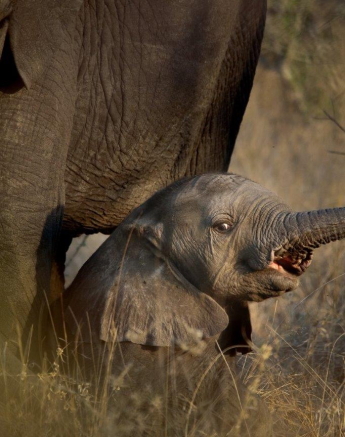A22Ally Ross 20220828 Baby Elephant 01 Final A22Ally Ross 20220828 Baby Elephant 01 Final