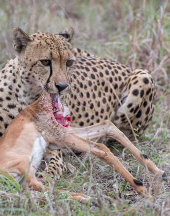 Mike Palmer Cheetah 2 Mike Palmer Cheetah 2