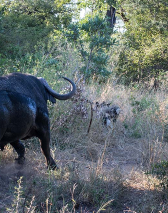 Courtney Dalziel Wild Dogs Vs Buff 2 Courtney Dalziel Wild Dogs Vs Buff 2