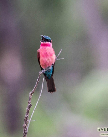 20Dylan Leo Smith Carmine Bee Eater Final 20Dylan Leo Smith Carmine Bee Eater Final
