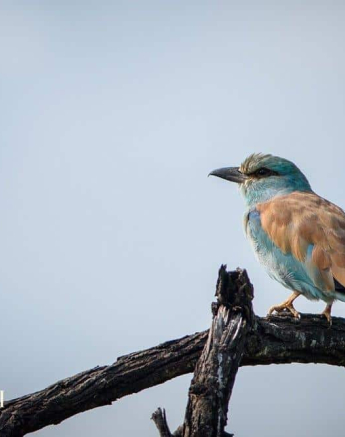 11Mike Palmer European Roller Final 11Mike Palmer European Roller Final