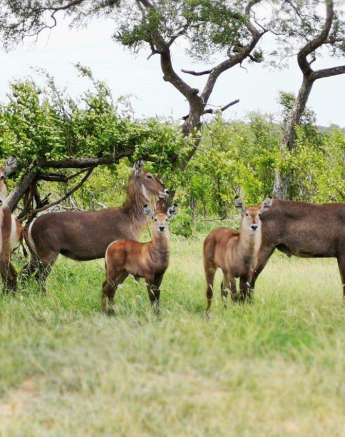 08Kerry Lee Roberg Waterbuck 20012019 1 Final 08Kerry Lee Roberg Waterbuck 20012019 1 Final