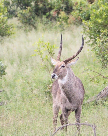 30Frederik Aucamp Waterbuck Bull 27 02 2019 Final 30Frederik Aucamp Waterbuck Bull 27 02 2019 Final