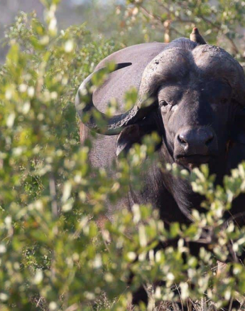 11Kevin Van Der Linde Bufallo 27042019 Final