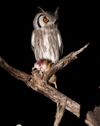 31Kevin Van Der Linde Southern White Faced Owl 07052019 Final