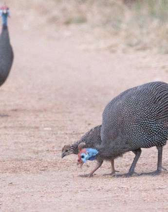 07Frederik Aucamp Helmeted Guineafowl 16 05 2019 5 Final