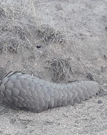 03Bethuel Mkonto Pangolin 29102018 7 Final 03Bethuel Mkonto Pangolin 29102018 7 Final