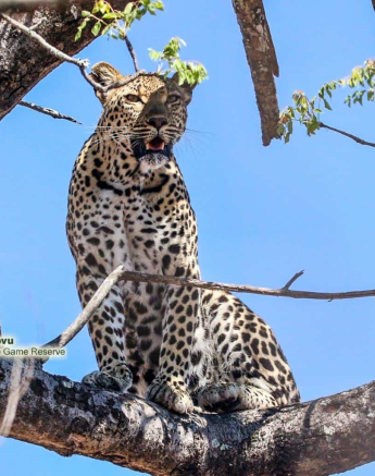 10andries Ndlovu Leopard Nstumi 161119 3 Final 10andries Ndlovu Leopard Nstumi 161119 3 Final