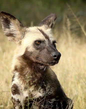 20Ally Ross 20200411 Wild Dog 01 Final 20Ally Ross 20200411 Wild Dog 01 Final