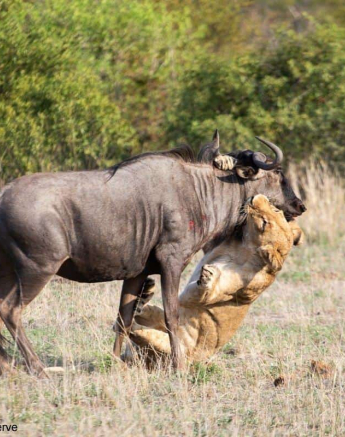 20Kevin Van Der Linde Lion Kill 19122018 3 Final 20Kevin Van Der Linde Lion Kill 19122018 3 Final