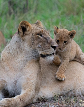 11ronald Mutero Sp And Cubs 27112020  12 Final