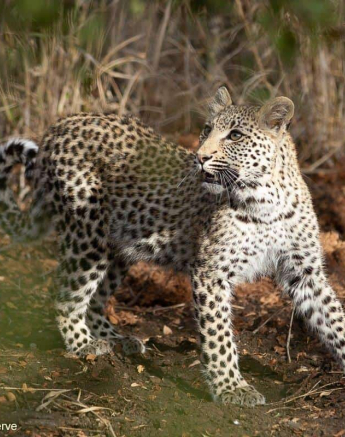 10Tyron Van Der Walt Kigelia And Cub 090920 14 Final