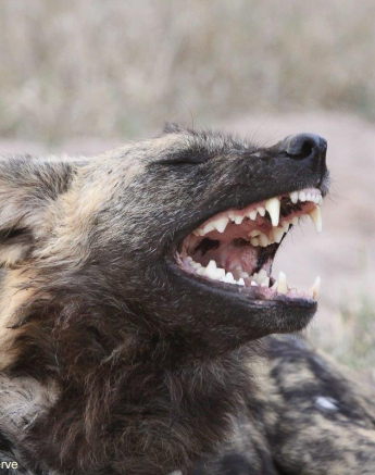 16Erin Herbst Wild Dog 2 0706121 Final 16Erin Herbst Wild Dog 2 0706121 Final