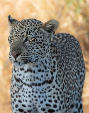 32Tyron Van Der Walt Mating Leopards 260721 Portrait Final 32Tyron Van Der Walt Mating Leopards 260721 Portrait Final