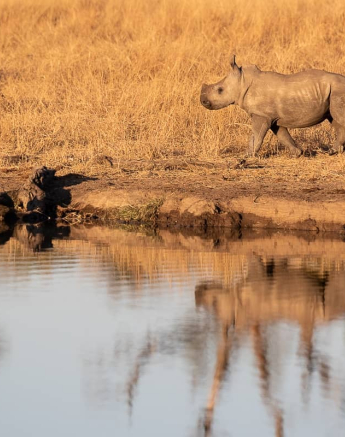 02Kevin Van Der Linde Talamati Lions And Rhino 15062019 Sigma 70 200 F2.8 Final 02Kevin Van Der Linde Talamati Lions And Rhino 15062019 Sigma 70 200 F2.8 Final