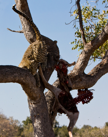 Arboreal Acrobat 8 Arboreal Acrobat 8