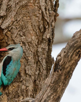 13Mike Palmer Woodland Kingfisher 061215