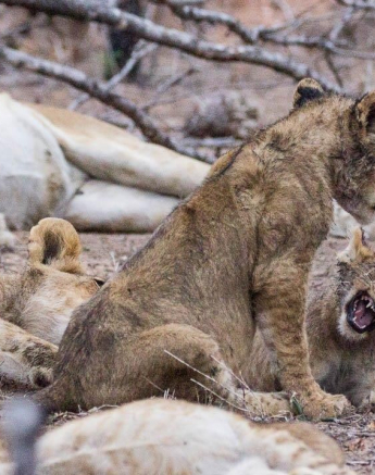 21Dylan Leo Smith Lion Cubs Playing 2 Final