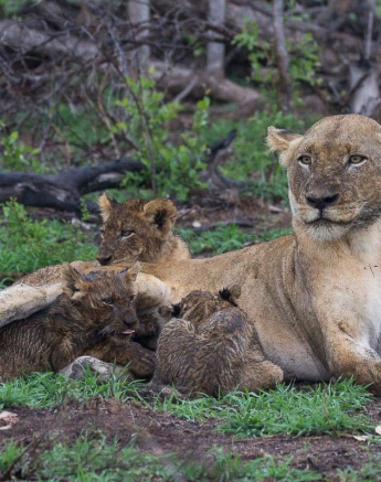11Franscois Rosslee Lioncub1 Final 11Franscois Rosslee Lioncub1 Final