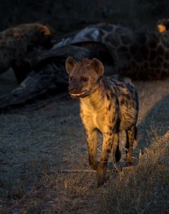 32Franscois Rosslee Hyenas 280517 Final