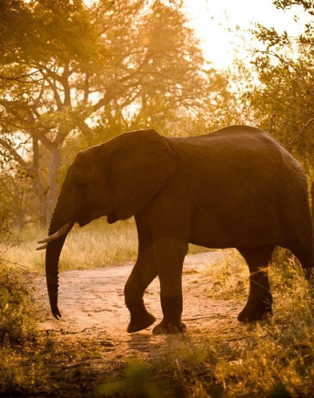 01Kevan Dobbie Elephant 030518 Final