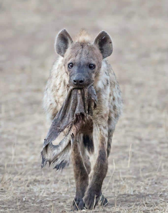 20Francois Malan Hyena Food 20181005 1 Of 1 Final 20Francois Malan Hyena Food 20181005 1 Of 1 Final