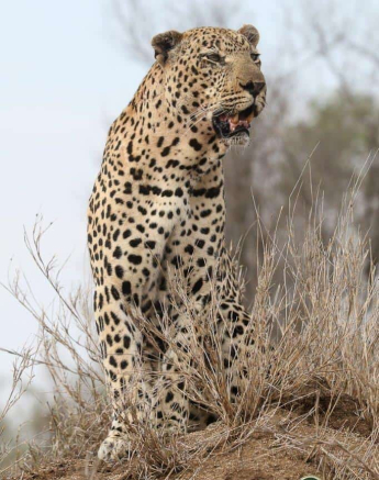 15Ally Ross 20181127 Xovo Male 03 Final