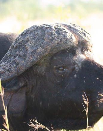 32Louise Murray Buffalo 01042019 Final 32Louise Murray Buffalo 01042019 Final