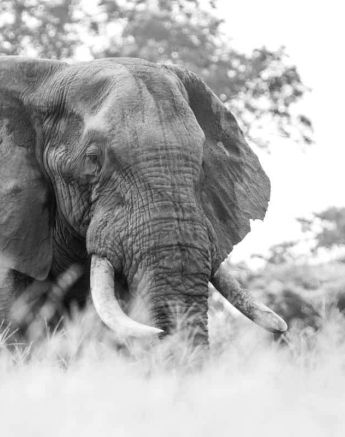 02Kevin Van Der Linde Elephant 05032019 Final 02Kevin Van Der Linde Elephant 05032019 Final