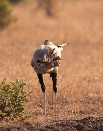 02Frederik Aucamp Secretary Bird Final 02Frederik Aucamp Secretary Bird Final