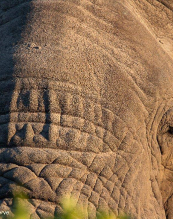 31Brett Heasmna Elepehant 17042020 Final