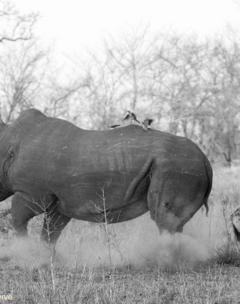 04Kevin Van Der Linde Rhino Vs Hyena 8 Final 04Kevin Van Der Linde Rhino Vs Hyena 8 Final