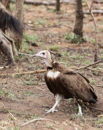 B10Erin Herbst Vultrue 2 191021 Final B10Erin Herbst Vultrue 2 191021 Final