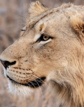 29Kerry Lee Roberg Lion.1 Final 29Kerry Lee Roberg Lion.1 Final