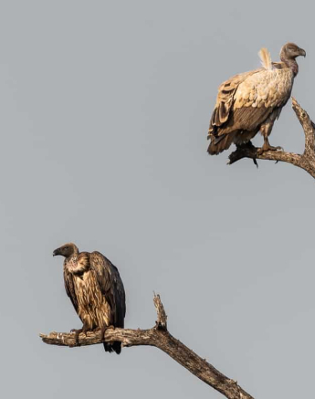 06Kerry Lee Roberg WBV.4 Final